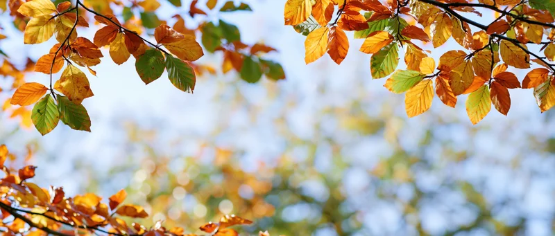 Beech tree branches with orange yellow and green leaves against a blue sky background