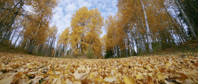 Low-angle view of a forest floor covered in golden autumn leaves beneath birch and maple trees under a partly cloudy sky
