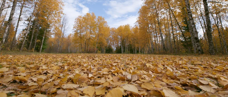 Golden birch trees in autumn forest with ground covered in fallen leaves under blue sky