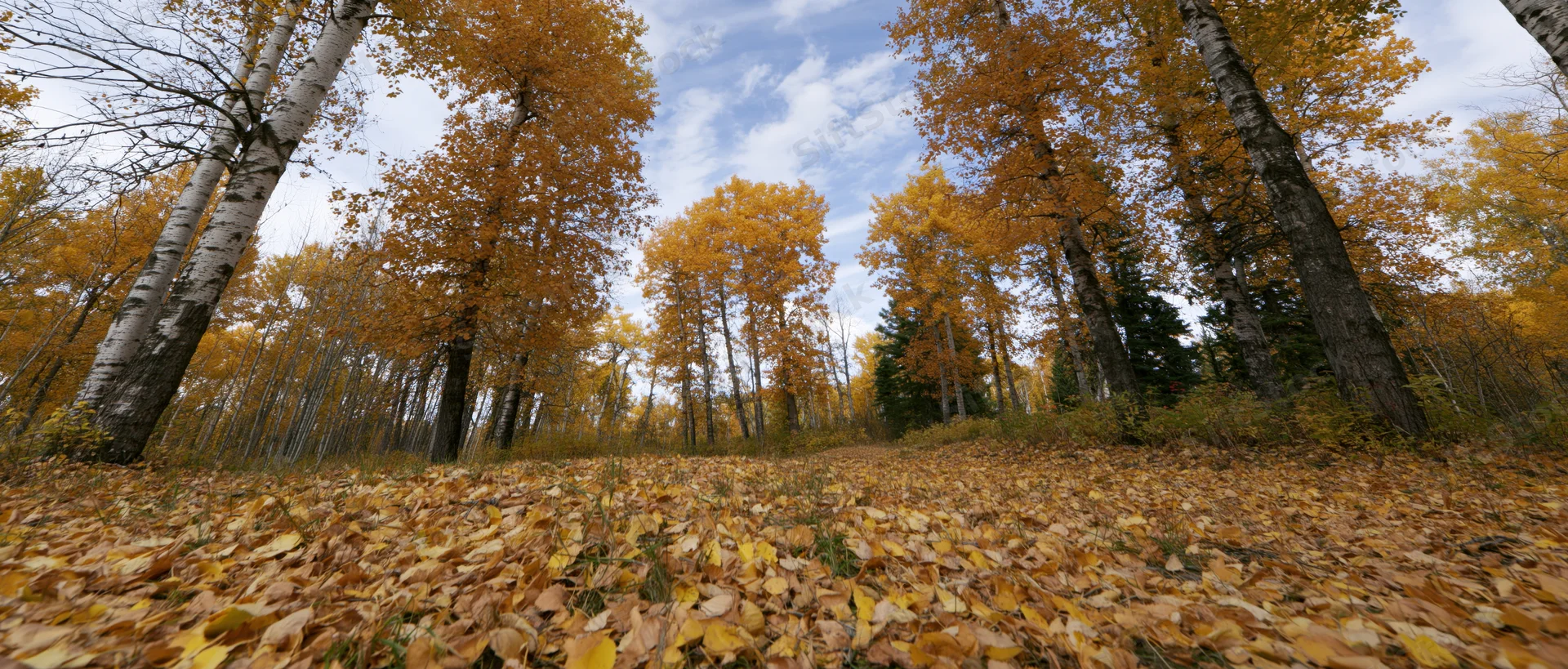 Golden birch and maple trees in autumn forest with fallen leaves covering the ground