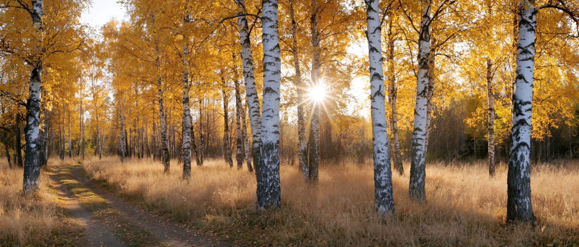 Birch trees with golden autumn foliage lining a dirt path in a sunlit forest
