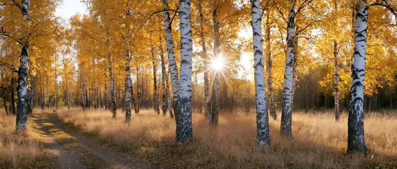 Birch trees with golden autumn foliage lining a dirt path in a sunlit forest