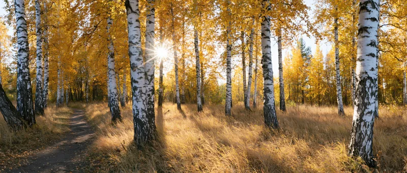 Birch trees with white bark and golden leaves lining a path in an autumn forest with sunlight filtering through the canopy