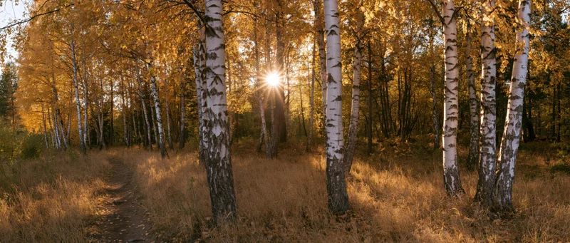 Birch trees in golden autumn forest with sun shining through trunks along a dirt path