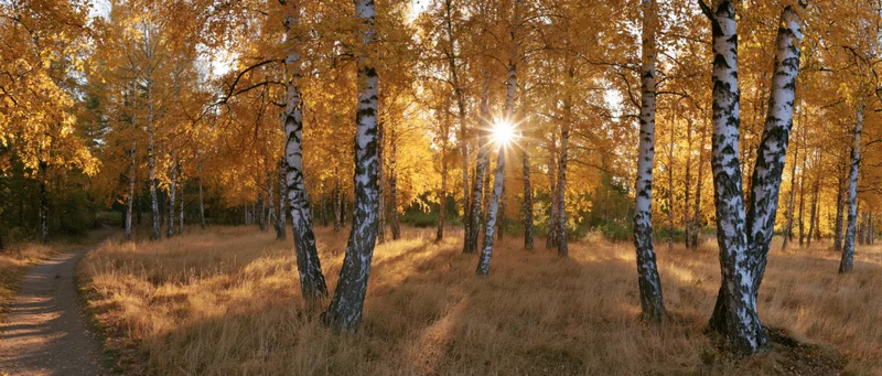 Birch trees with golden autumn foliage in a sunlit forest clearing along a winding path