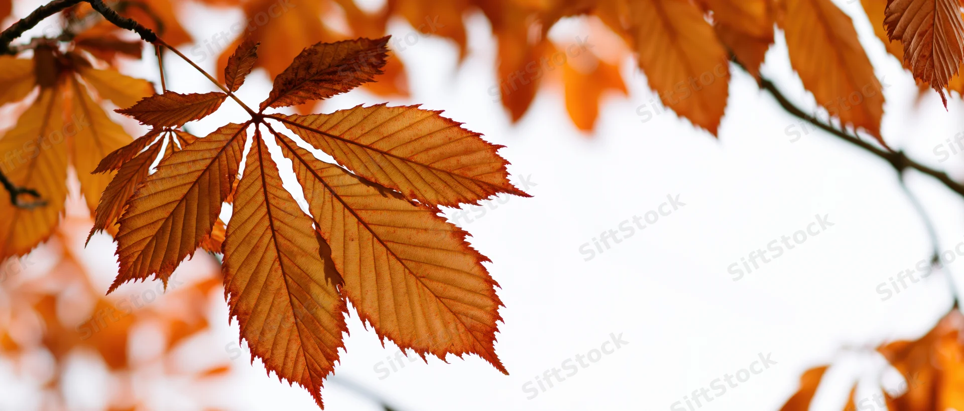 Chestnut leaves backlit against a pale sky in autumn