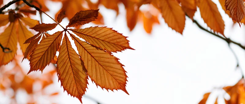 Chestnut leaves backlit against a pale sky in autumn