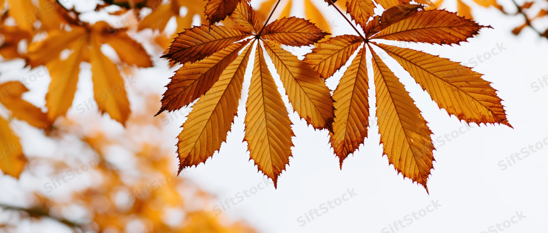 Chestnut leaves backlit against a pale sky in autumn