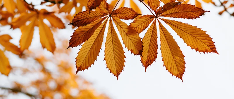 Chestnut leaves backlit against a pale sky in autumn