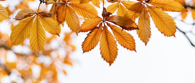 Chestnut leaves in autumn colors backlit against a pale sky with soft bokeh background