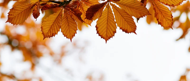 Chestnut leaves in autumn colors backlit against a pale sky with copyspace below