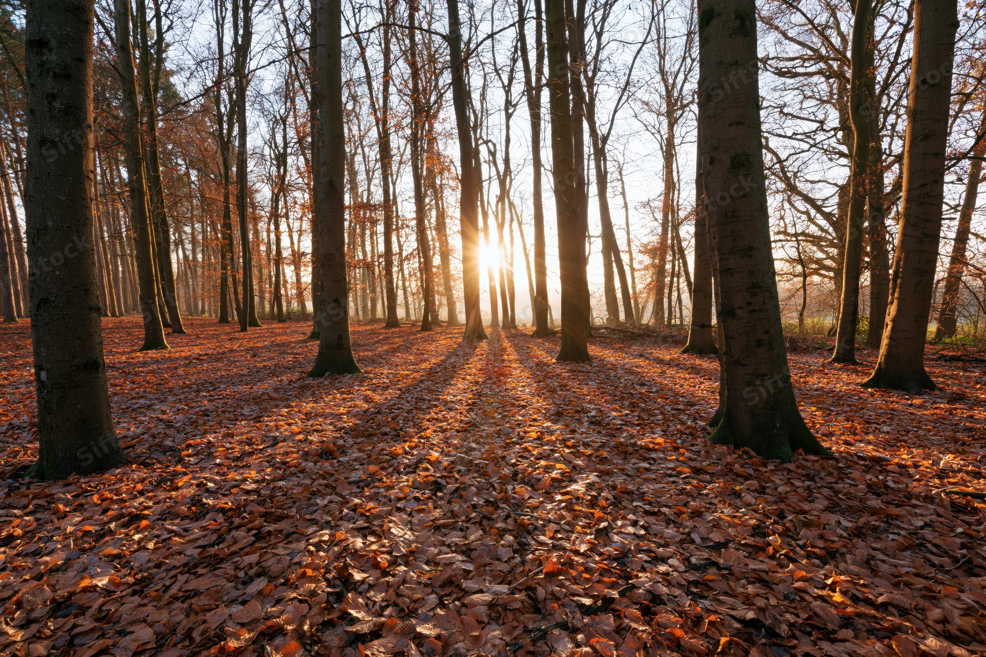 Sunlight streaming through bare trees in an autumn forest with fallen leaves covering the ground