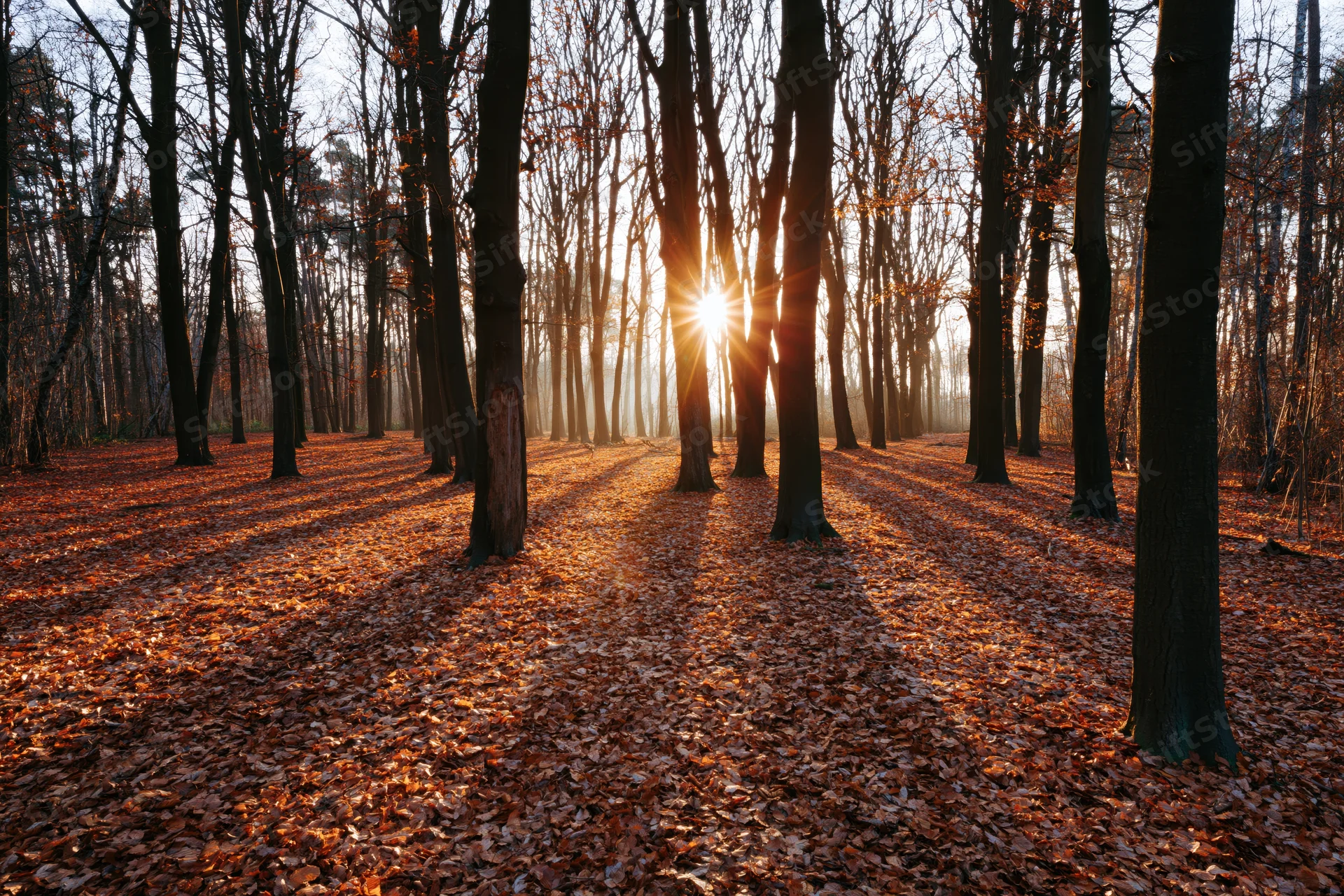 Sunlight filtering through bare trees in an autumn forest with fallen leaves covering the ground