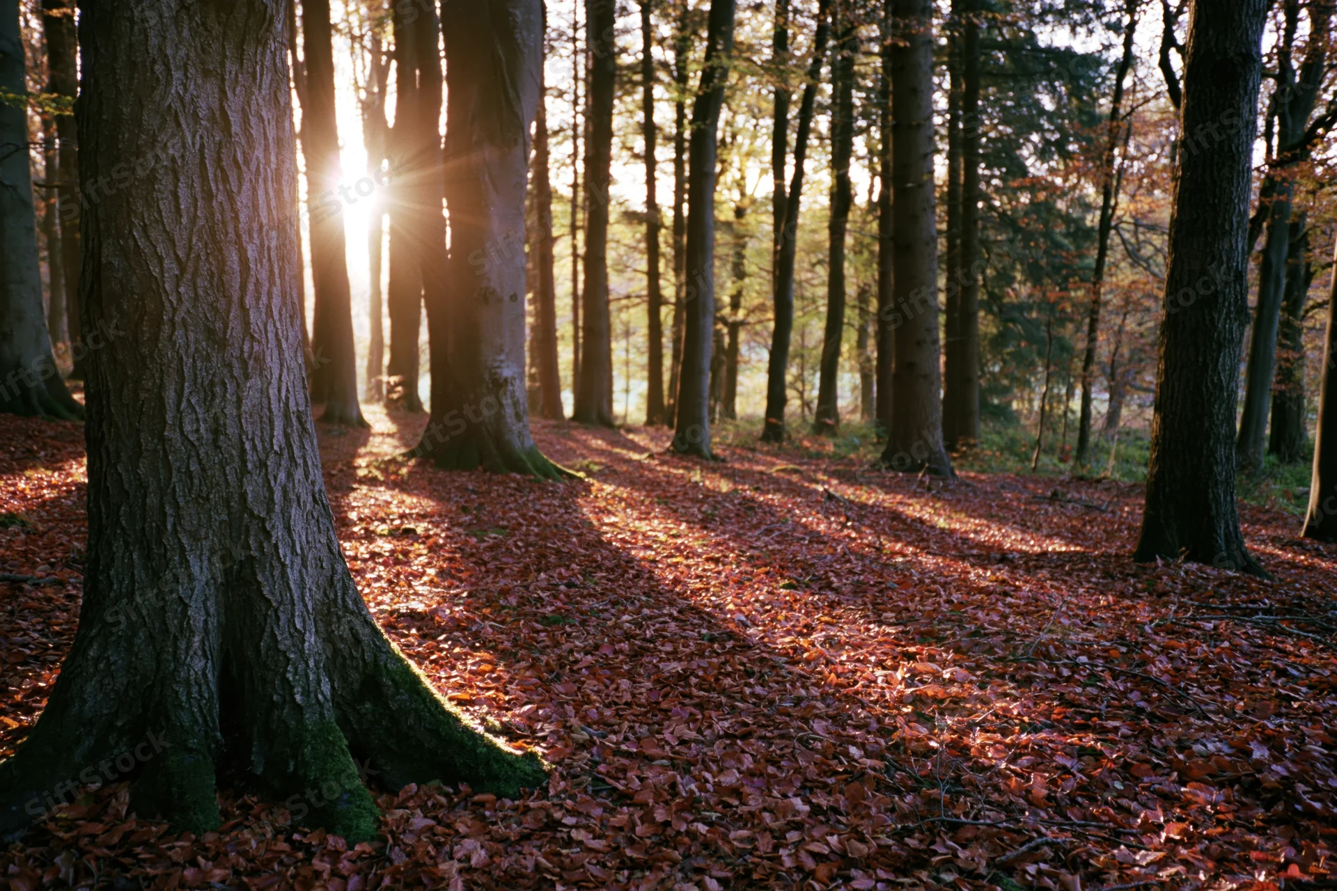 Sunlight filtering through autumn trees in a deciduous forest with fallen leaves covering the ground