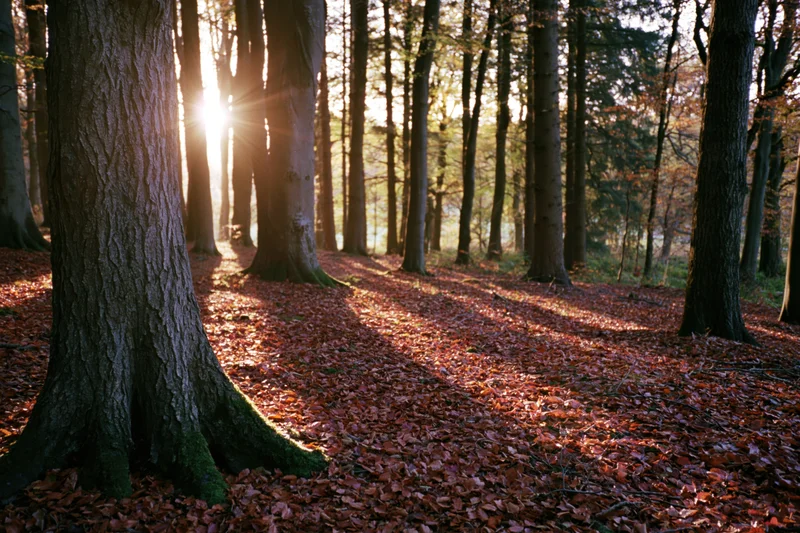 Sunlight filtering through autumn trees in a deciduous forest with fallen leaves covering the ground