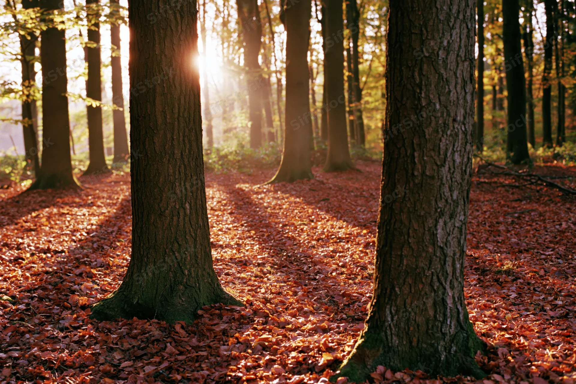 Sunlight filtering through trees in an autumn forest with fallen leaves covering the ground