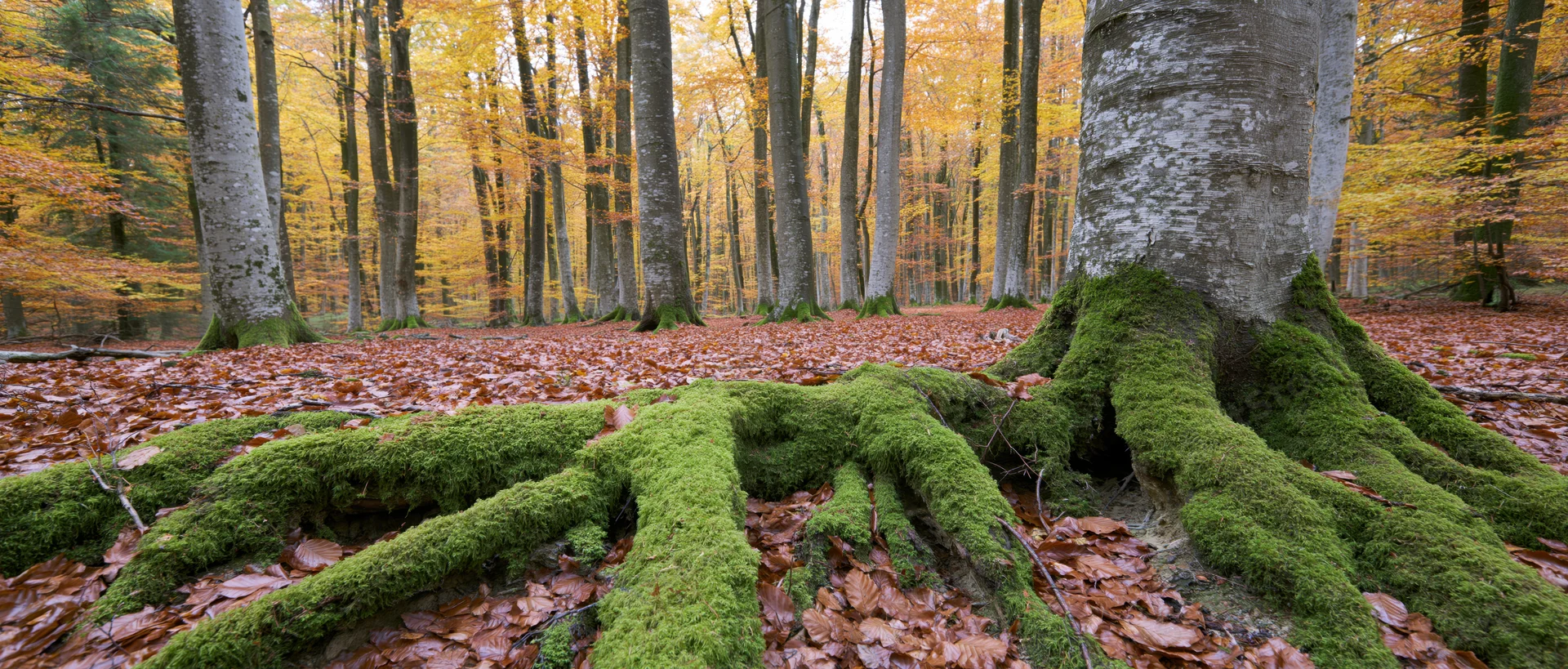 Moss-covered beech tree roots spreading across a carpet of fallen autumn leaves in a dense forest interior
