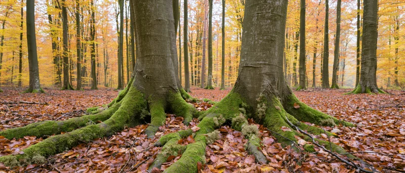 Beech trees with moss-covered roots in an autumn forest with fallen leaves covering the ground