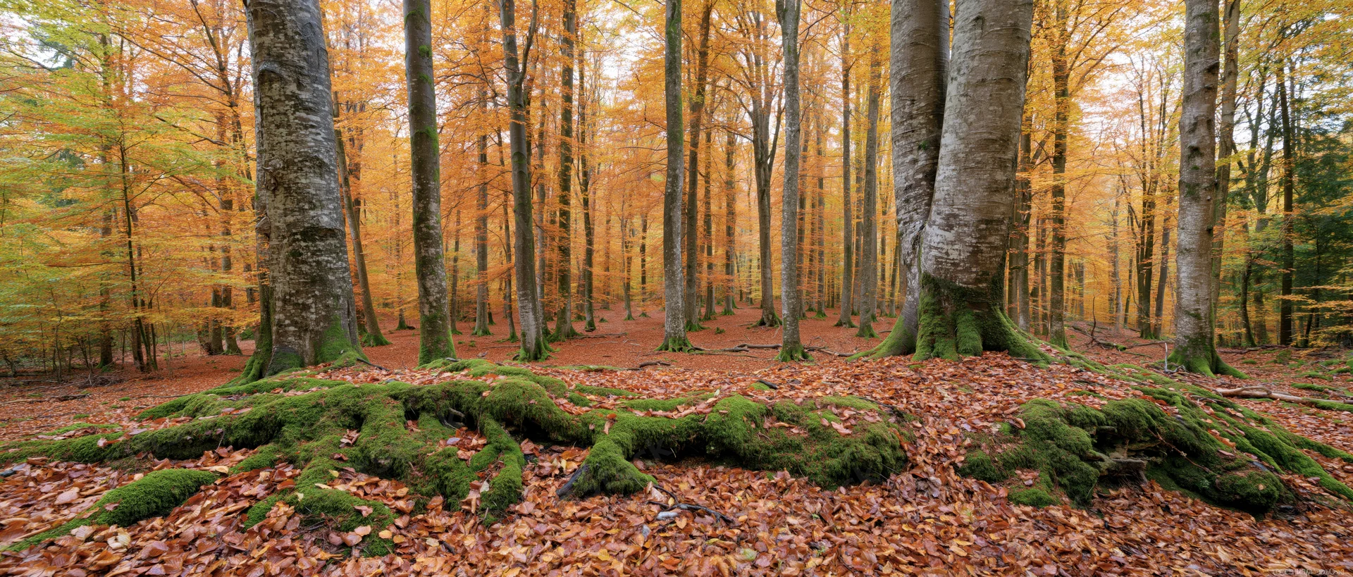 Autumn beech forest interior with moss-covered roots and fallen leaves on the ground