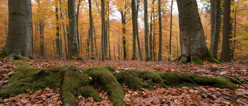 Autumn beech forest interior with moss-covered roots and fallen leaves covering the ground