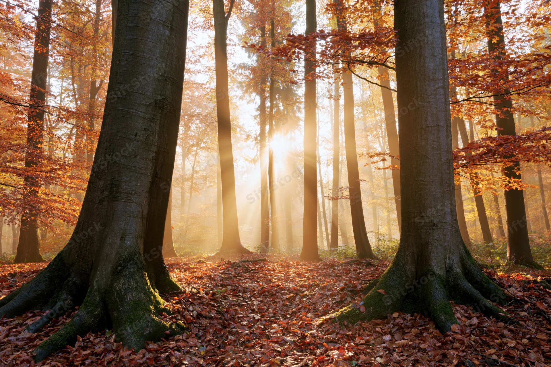 Sunbeams filtering through autumn deciduous trees in a misty forest interior