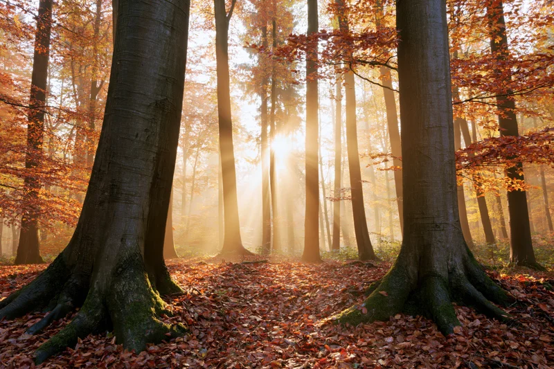 Sunbeams filtering through autumn deciduous trees in a misty forest interior