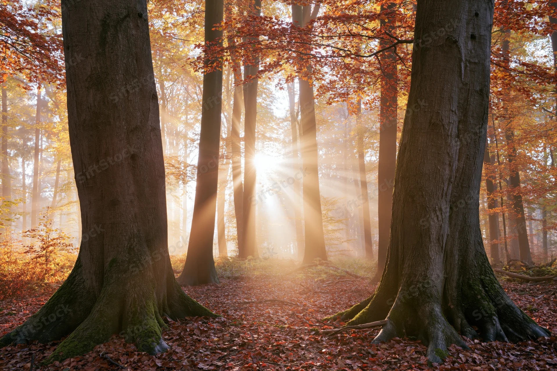 Sunbeams filtering through autumn deciduous trees in a misty forest interior