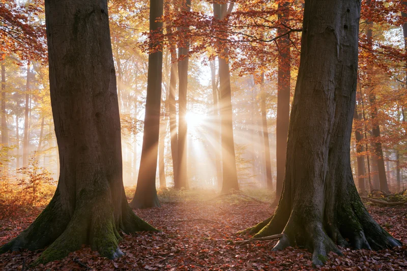 Sunbeams filtering through autumn deciduous trees in a misty forest interior