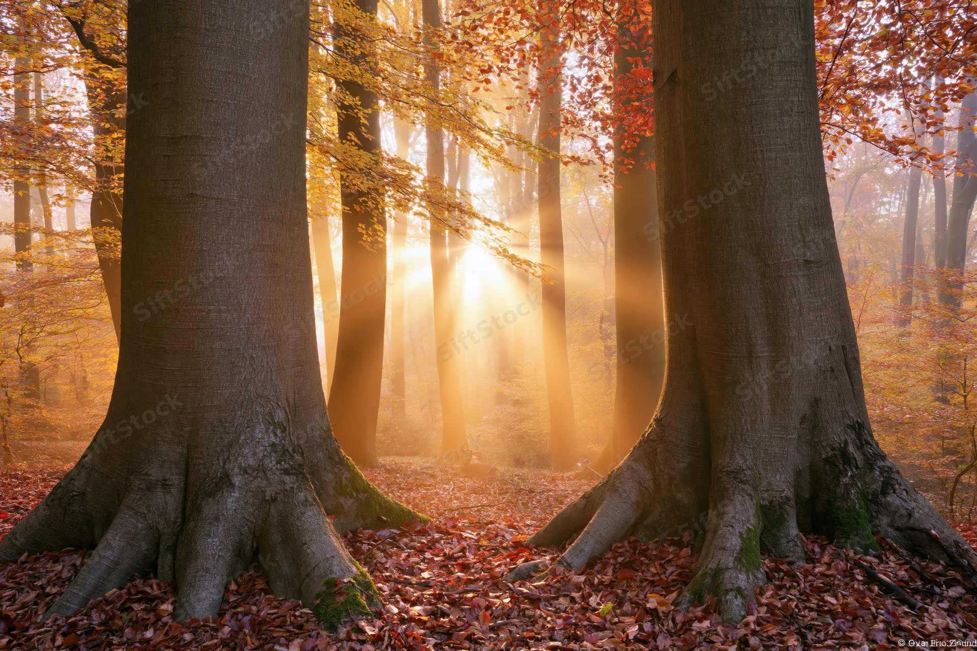 Sunbeams filtering through autumn deciduous trees in a misty forest interior