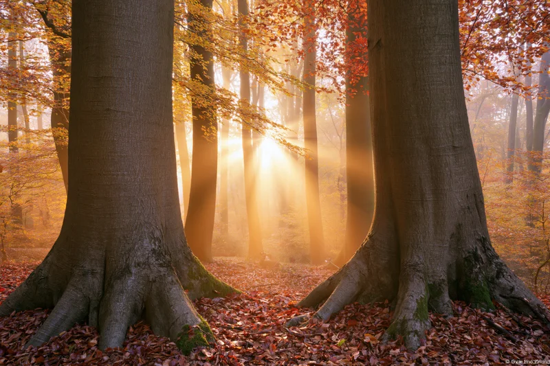 Sunbeams filtering through autumn deciduous trees in a misty forest interior