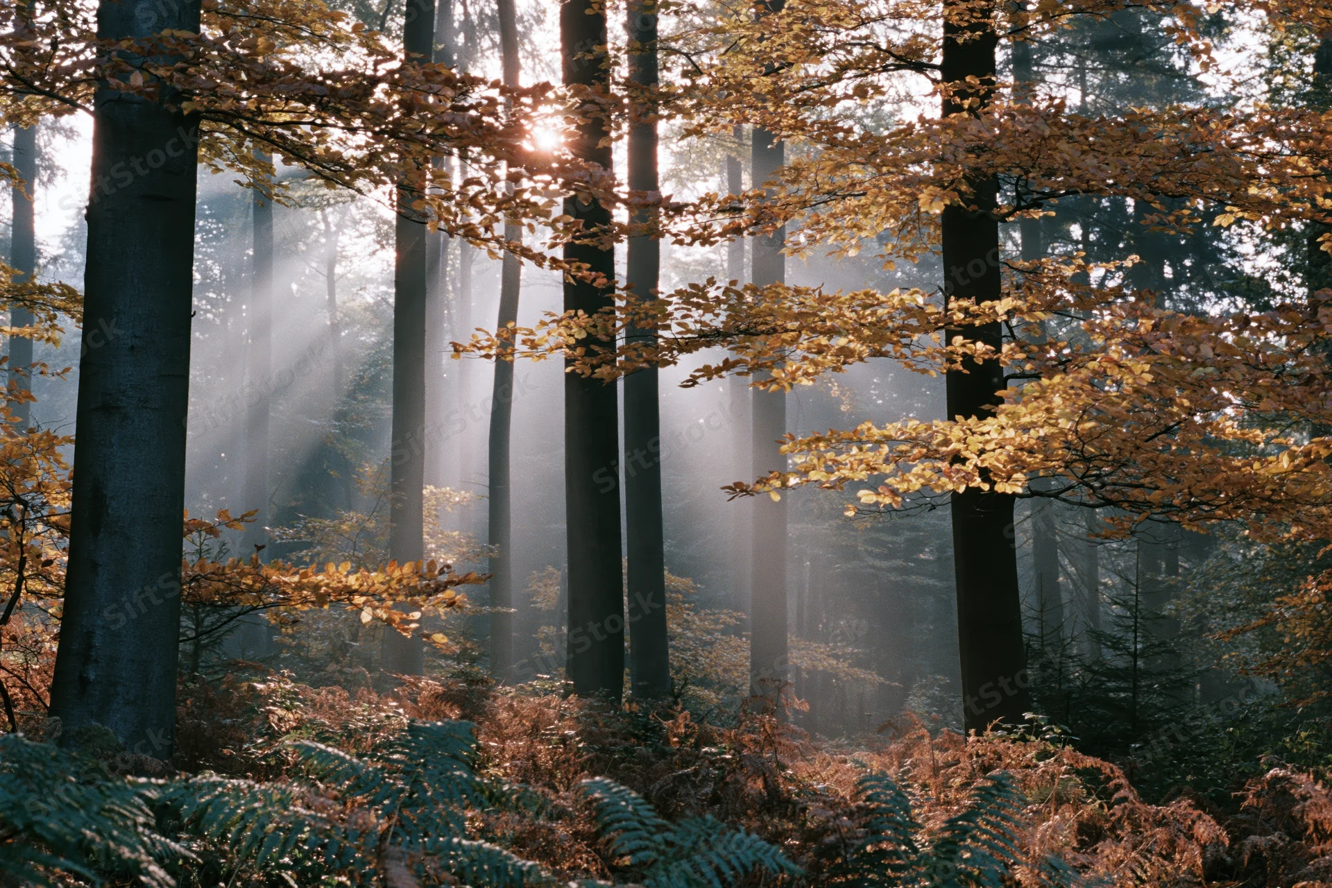 Morning sunlight filtering through autumn deciduous forest with fog and golden leaves