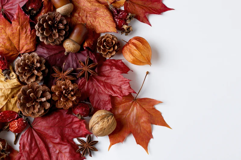 Dried maple leaves and autumnal elements arranged in a flat lay on white background with copyspace