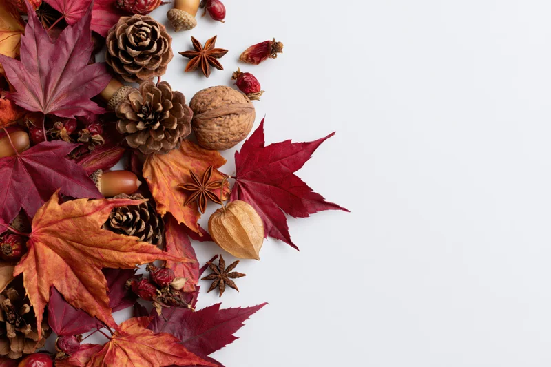 Autumn flat lay with dried maple leaves, pinecones, acorns and spices arranged on white surface