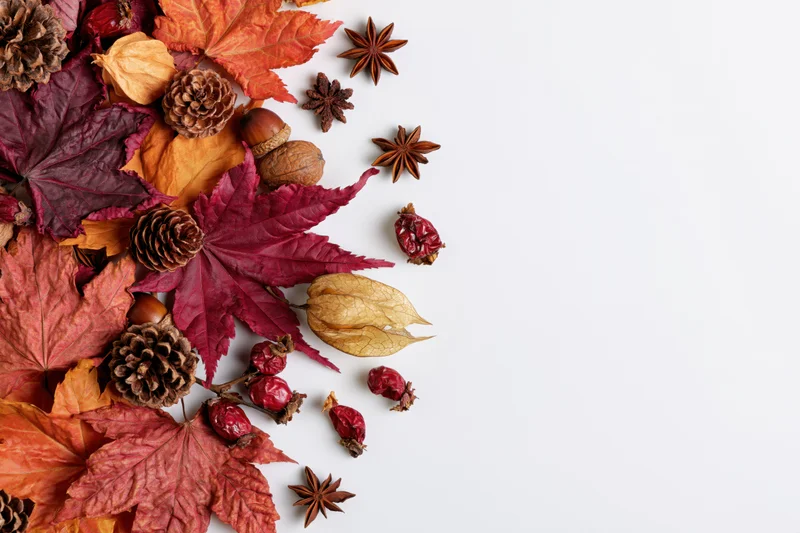 Dried maple leaves and pinecones arranged in a flat lay on white surface with copyspace