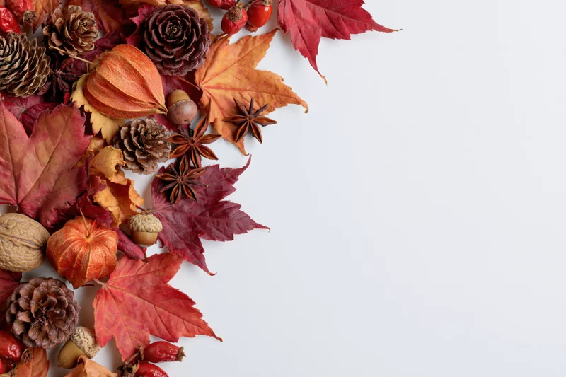 Dried maple leaves and autumnal elements arranged in corner on white background