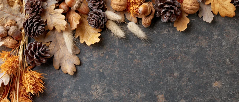 Autumn flat lay border of dried oak leaves, acorns, pinecones and wheat on stone surface with copyspace