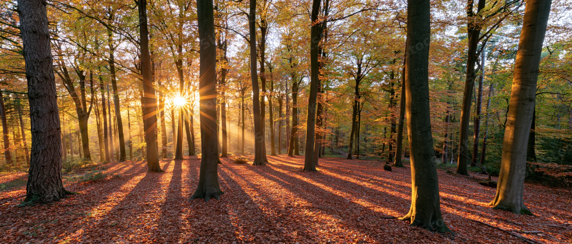 Sunburst through tall beech trees in autumn forest at golden hour