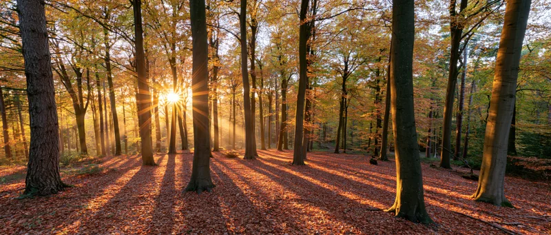 Sunburst through tall beech trees in autumn forest at golden hour