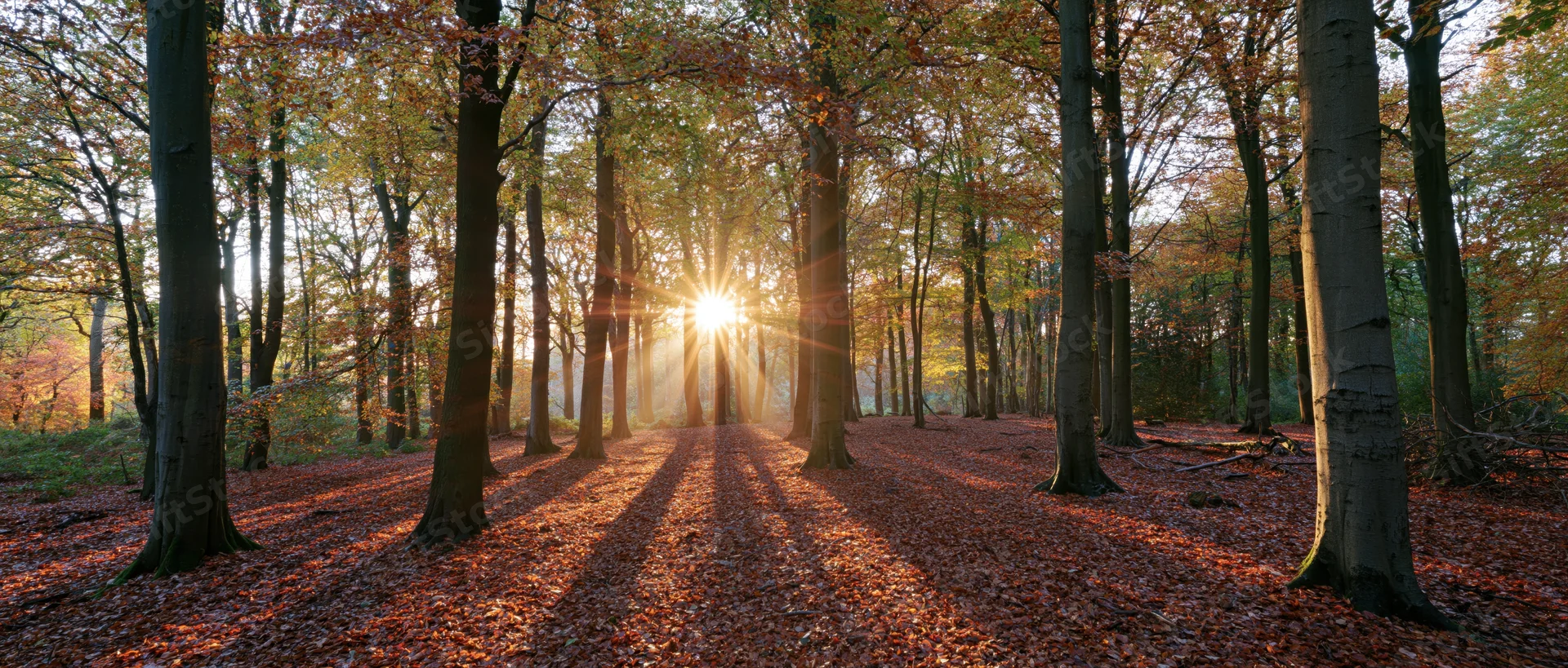 Sunlight bursting through tall beech trees in autumn forest with fallen leaves covering the ground