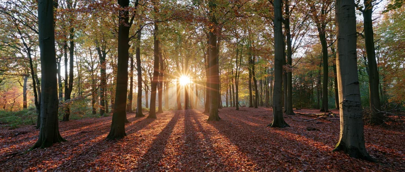 Sunlight bursting through tall beech trees in autumn forest with fallen leaves covering the ground