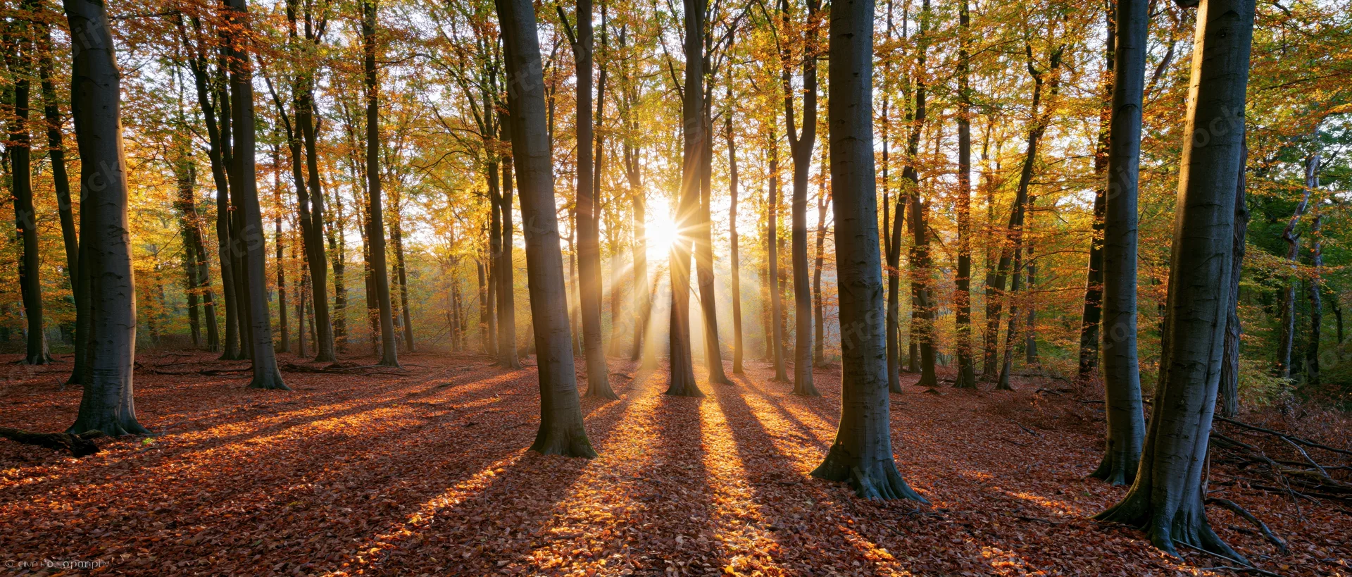 Sunlight bursting through tall beech trees in an autumn forest at golden hour