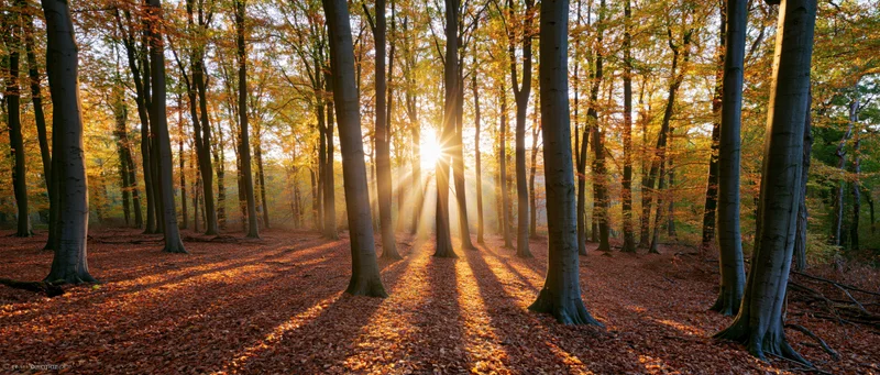 Sunlight bursting through tall beech trees in an autumn forest at golden hour