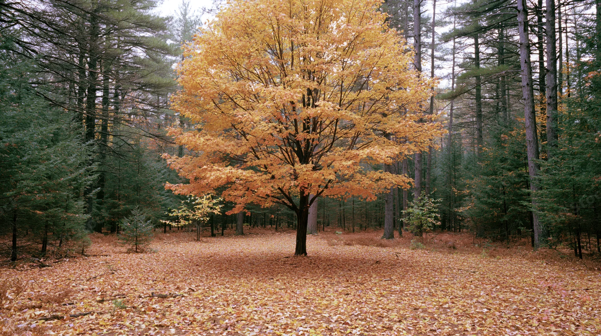 Single maple tree with golden autumn foliage in a forest clearing surrounded by evergreens