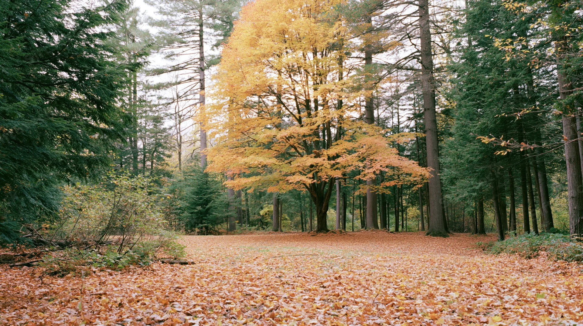 Autumn forest clearing with a single broad maple tree centered among evergreens, ground covered in fallen leaves
