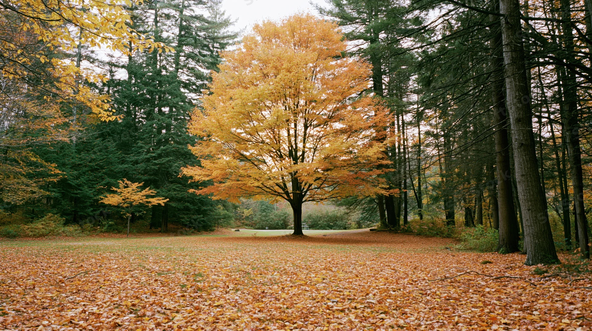 Maple tree with golden foliage stands in a forest clearing covered in fallen leaves