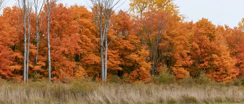 Maple trees at peak autumn color along a forest edge with dry grass in the foreground