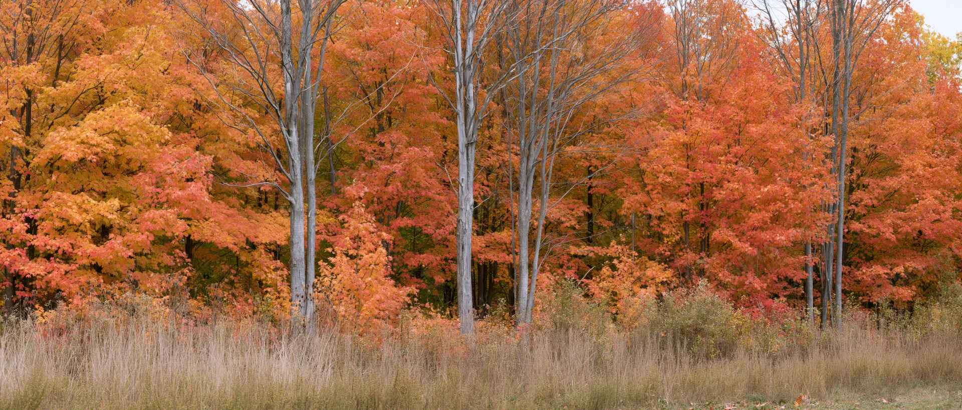 Maple trees at peak autumn color along forest edge with dry grass in foreground