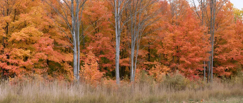 Maple trees at peak autumn color along forest edge with dry grass in foreground