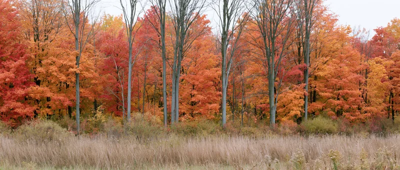 Autumn maple trees at peak fall color along forest edge with dry grass field in foreground