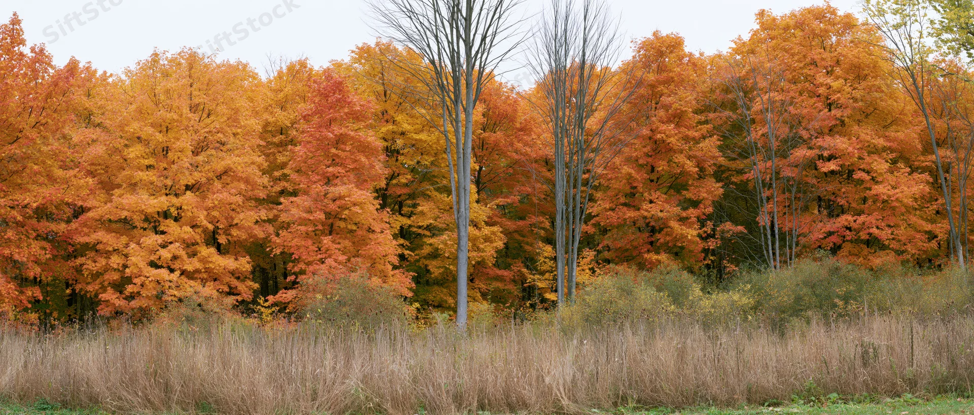 Autumn maple trees at peak fall color along forest edge with dry grass in foreground